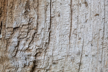 Grayish Old Weathered Damaged Wood Texture