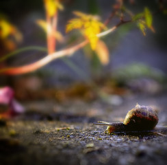 snail