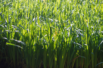 Obraz premium sunlight and shade on grass