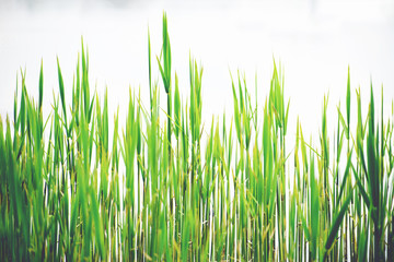 Green spring grass lit with sun beams.