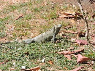 grüner Leguan