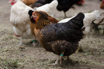 Hühner in Freilandhaltung auf einem traditionellen Bauernhof