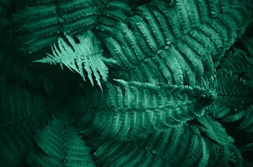 Green fern leaves.