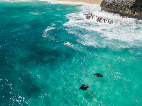 Aerial view of two mantarays off Island Nusa Penida, Indonesia.