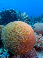 Naklejka premium Caribbean coral garden