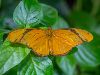 Dryas iulia,Julia butterfly,