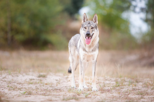 Tschechoslowakischer Wolfhund in der Natur