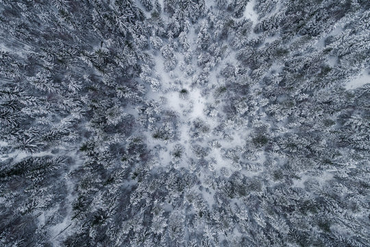 Aerial view of a snowy frozen forest in Estonia