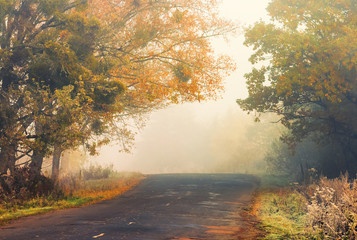 asphalt country road on a misty autumn morning. scenery with trees in colorful fall foliage