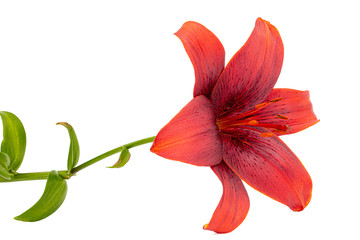 Flower of dark red lily, isolated on white background