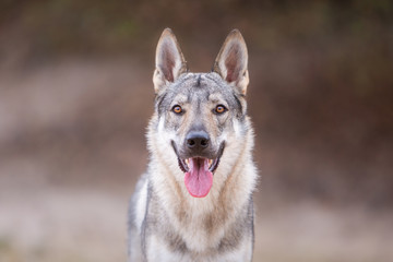 Tschechoslowakischer Wolfhund in der Natur