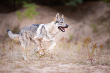 Naklejka na ściany i meble Tschechoslowakischer Wolfhund in der Natur