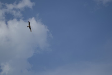 bird