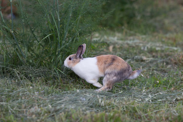 coniglio nano domestico