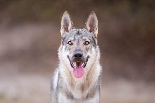 Tschechoslowakischer Wolfhund in der Natur