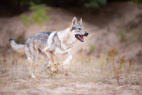 Tschechoslowakischer Wolfhund in der Natur