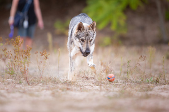 Tschechoslowakischer Wolfhund in der Natur