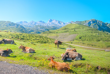 Amazing landscape of Covadonga Lakes (Lagos de Covadonga) in Picos de Europa National Park, Asturias, Spain