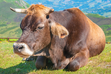 Fototapeta premium Cow resting lying on the grass in Covadonga lakes (Lagos de Covadonga, in Picos de Europa National Park, Asturias, Spain