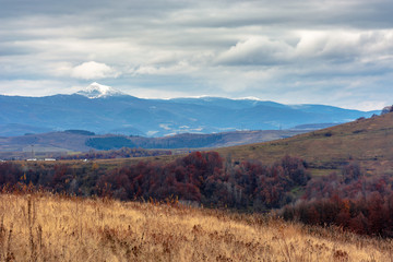 beautiful transcarpathian landscape in november. overcast sky above the meadow with weathered grass in front of a snow capped pikui mountain of carpathian watershed ridge in the distance.