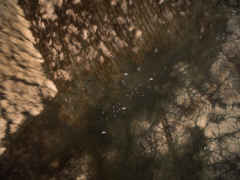 Aerial view of birds flying over swamp in Estonia.