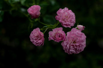 Pink small rose close=up photography