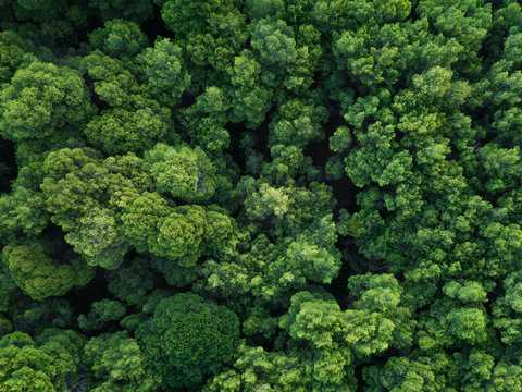 Aerial view of forest in Greece