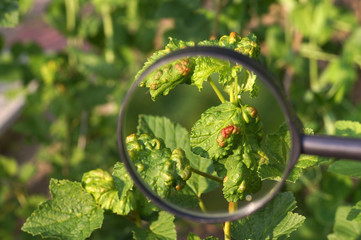 View through a magnifying glass. Currant leaves damaged by the invasion of aphids.