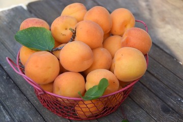 cestino di albicocche sul tavolo dell'orto