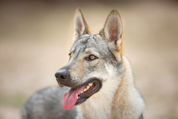 Tschechoslowakischer Wolfshund in der Natur