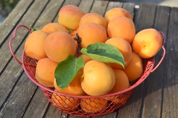 cestino di albicocche sul tavolo dell'orto
