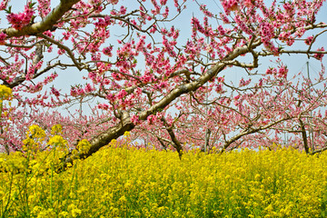 桃と菜の花