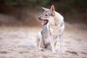 Tschechoslowakischer Wolfshund in der Natur