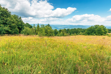 grassy glade on the edge of the forest. lovely summer scenery on a bright sunny day.  beautiful cloudscape on a blue sky. mountain range in the distance