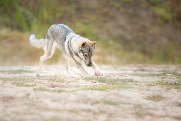 Tschechoslowakischer Wolfshund in der Natur