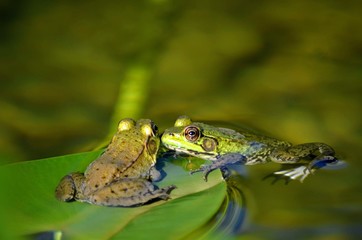 A pair of frogs in a pond 