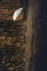 Umbrella in forest,color toned.