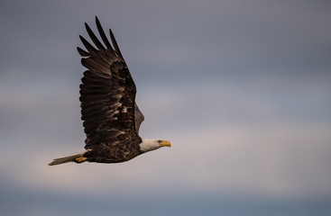 Bald Eagle 
