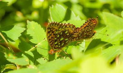 Fritillary Intimity
