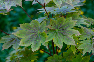 Сlose-up of two sheets of japanese maple. Acer japonicum