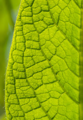 Backlit Comfrey Leaf Structure