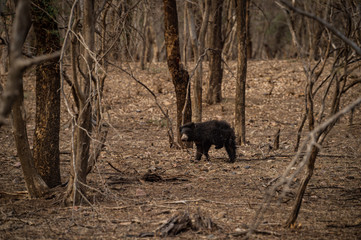 Sloth bear or Melursus ursinus walking on the road Ranthambore National Park, Rajasthan, India, Asia. Big animal in forest habitat.