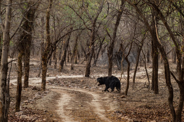 Sloth bear or Melursus ursinus walking on the road Ranthambore National Park, Rajasthan, India, Asia. Big animal in forest habitat.