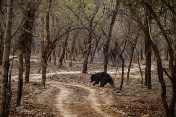 Naklejka premium Sloth bear or Melursus ursinus walking on the road Ranthambore National Park, Rajasthan, India, Asia. Big animal in forest habitat.