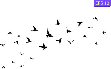 A flock of flying birds. Transparent background. 