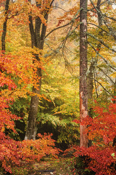 colorful scenery of a beech forest in autumn. vivid background of wet foliage after the rain
