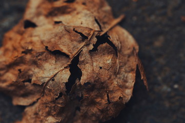 withered leaf in the street macro