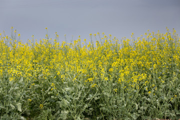 Rapeseed field in spring