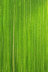 Blurred green texture background. Cropped shot of green leaf texture. Abstract nature background. Abstract texture background.
