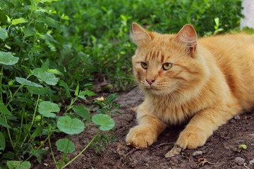 Cropped shot of a red cat outdoors.  Animals, pets concept. Tabby cat outside.